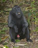 Image of Celebes crested macaque