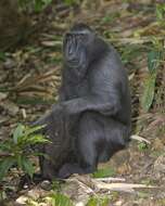 Image of Celebes crested macaque