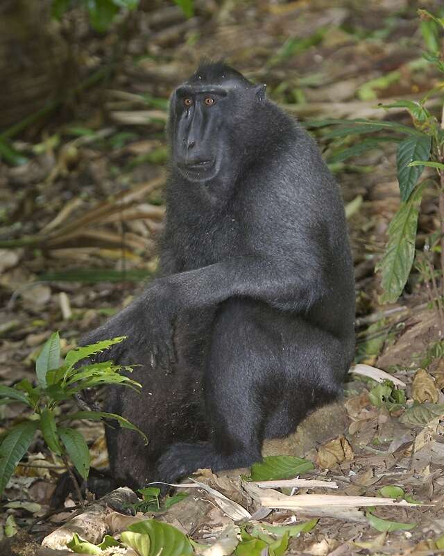 Image of Celebes crested macaque