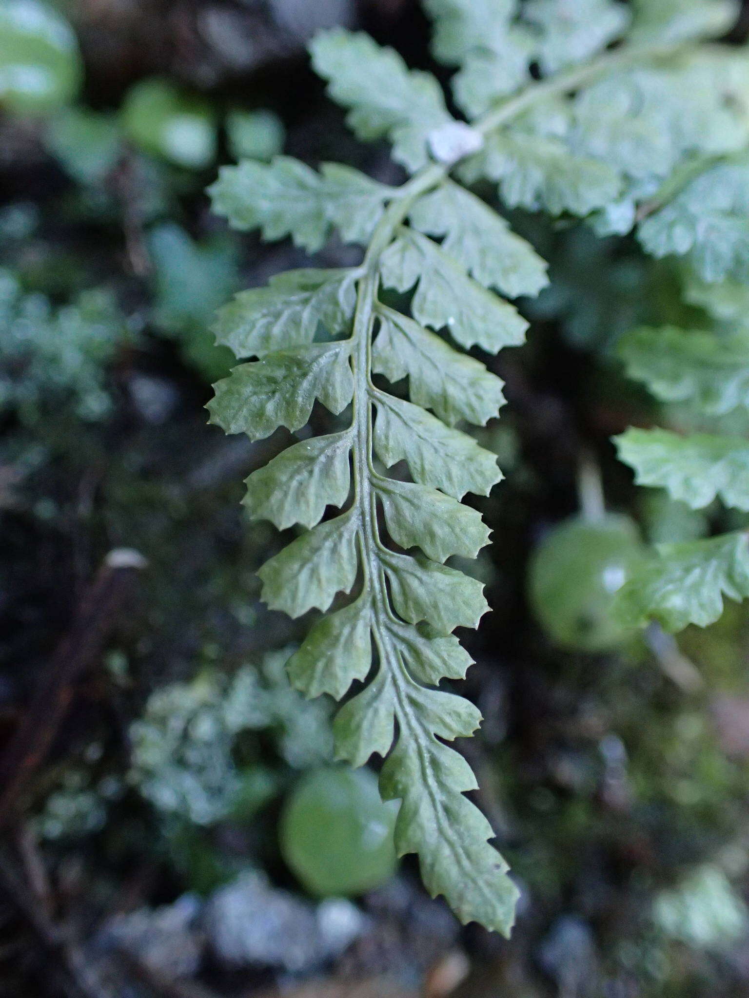 Image of Asplenium foreziense Le Grand ex Magnier