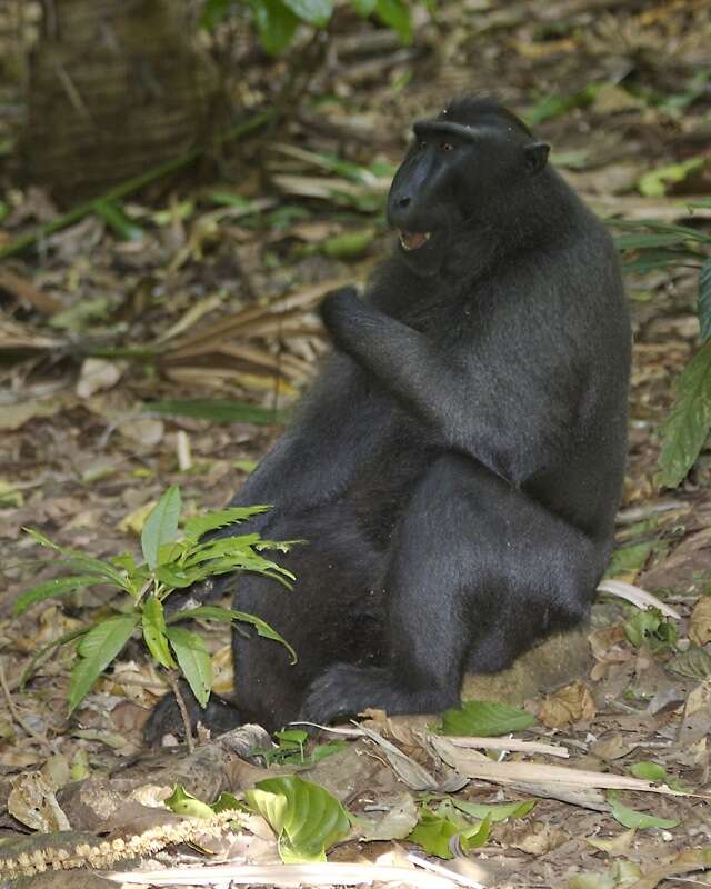 Image of Celebes crested macaque