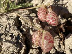 Sivun Astragalus jejunus var. jejunus kuva