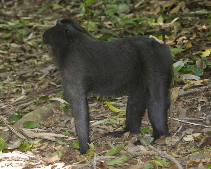 Image of Celebes crested macaque