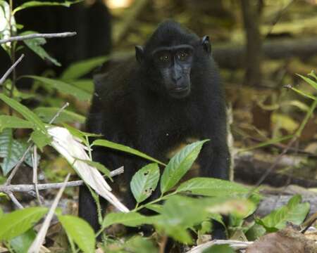 Image of Celebes crested macaque