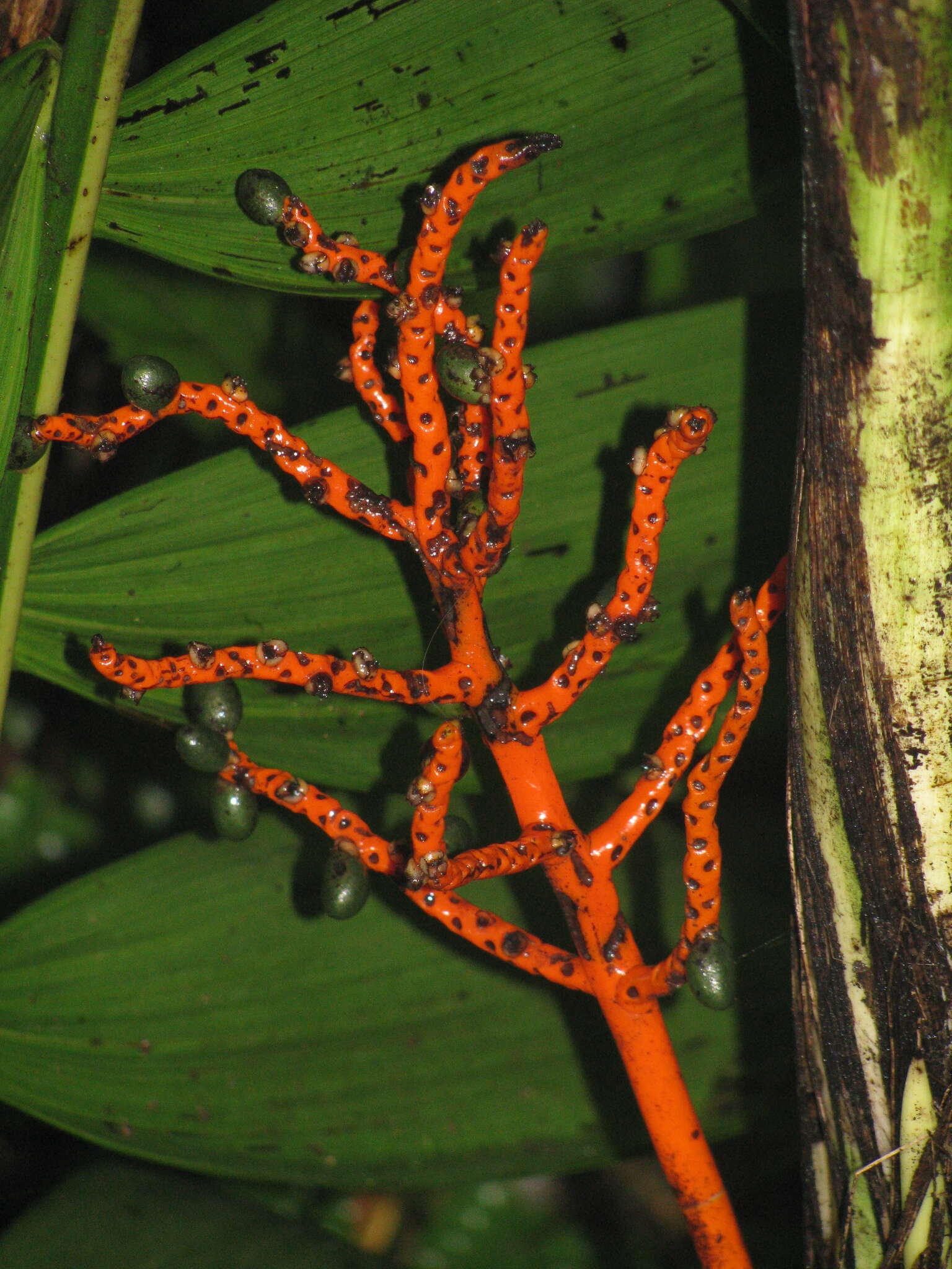 Image de Chamaedorea tepejilote Liebm.