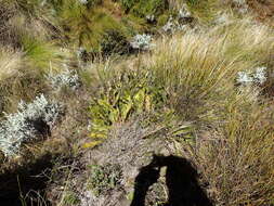 Image of harts-tongue-fern sugarbush