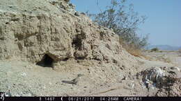 Image of Le Conte's Thrasher