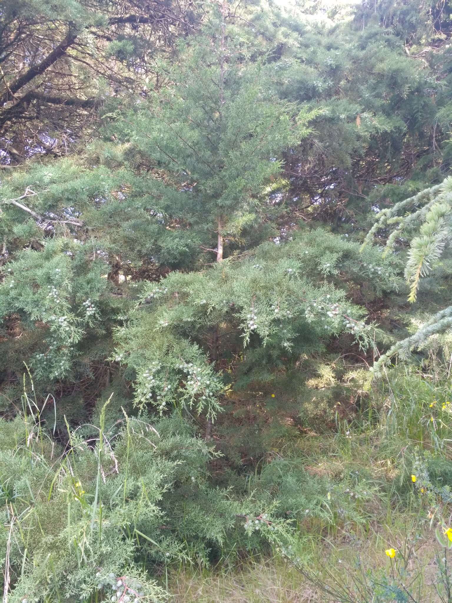 Image of Cedar of Goa