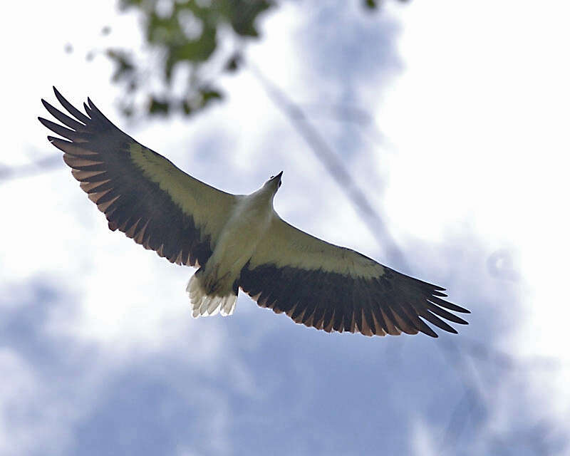 Image of White-bellied Sea Eagle