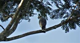 Image of Grey-lined Hawk