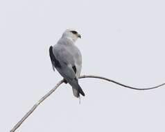 Image of Black-shouldered Kite