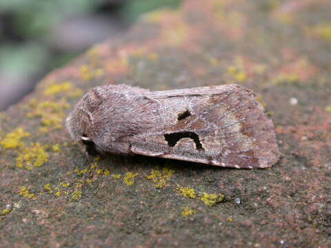 Orthosia gothica Linnaeus 1758 resmi