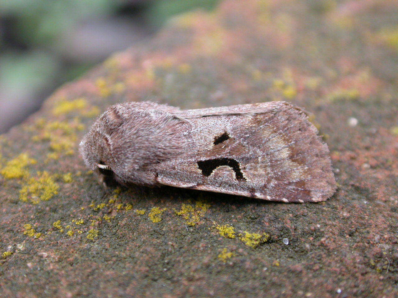 Orthosia gothica Linnaeus 1758 resmi