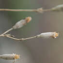 Image de Silene flavescens Waldst. & Kit.