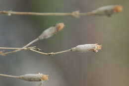 Image of Silene flavescens Waldst. & Kit.