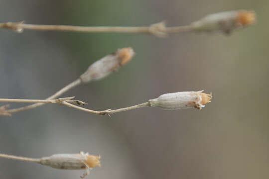 Image de Silene flavescens Waldst. & Kit.