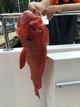 Image of Yelloweye rockfish