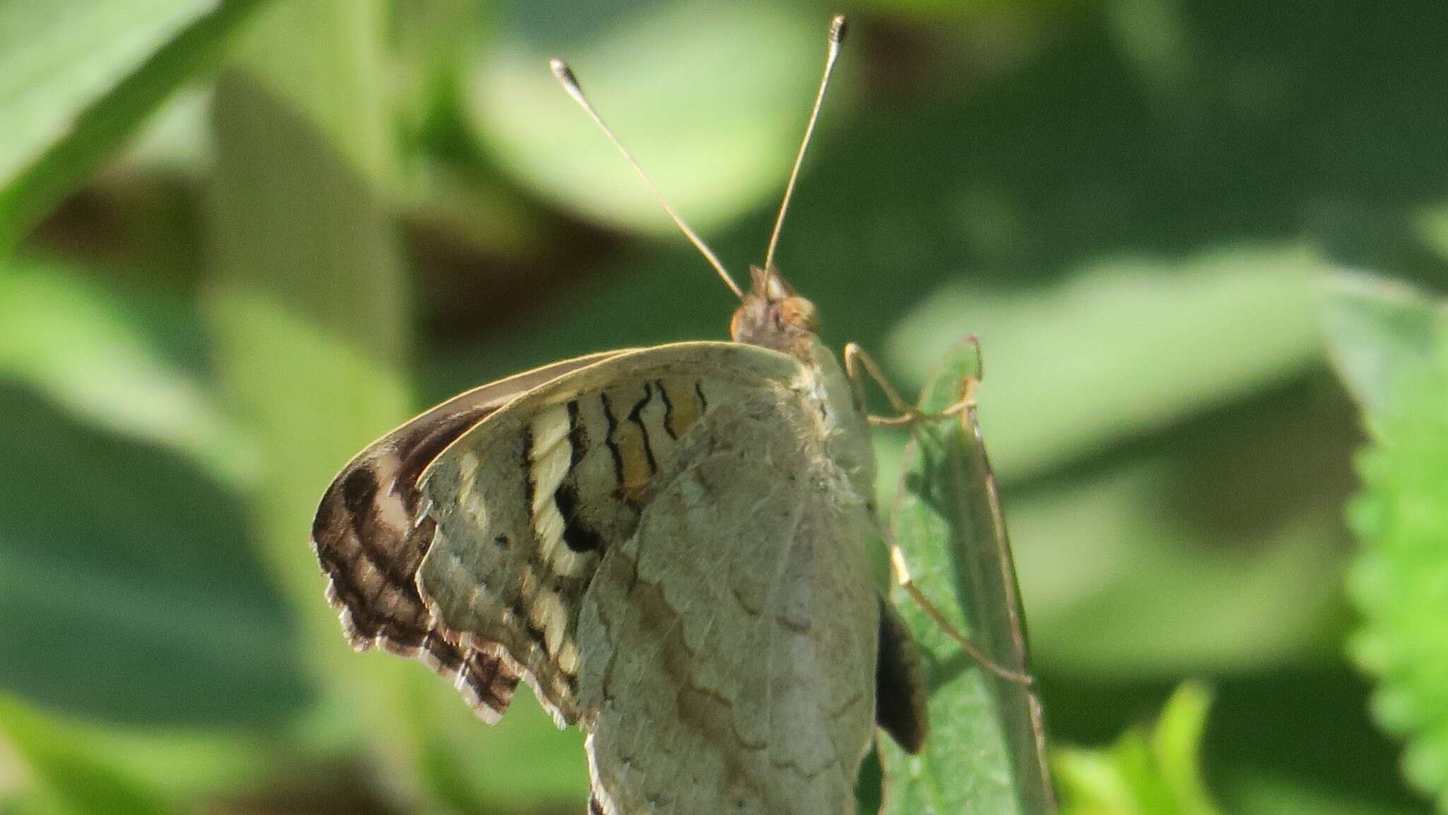 Image of Junonia orithya here Lang 1884