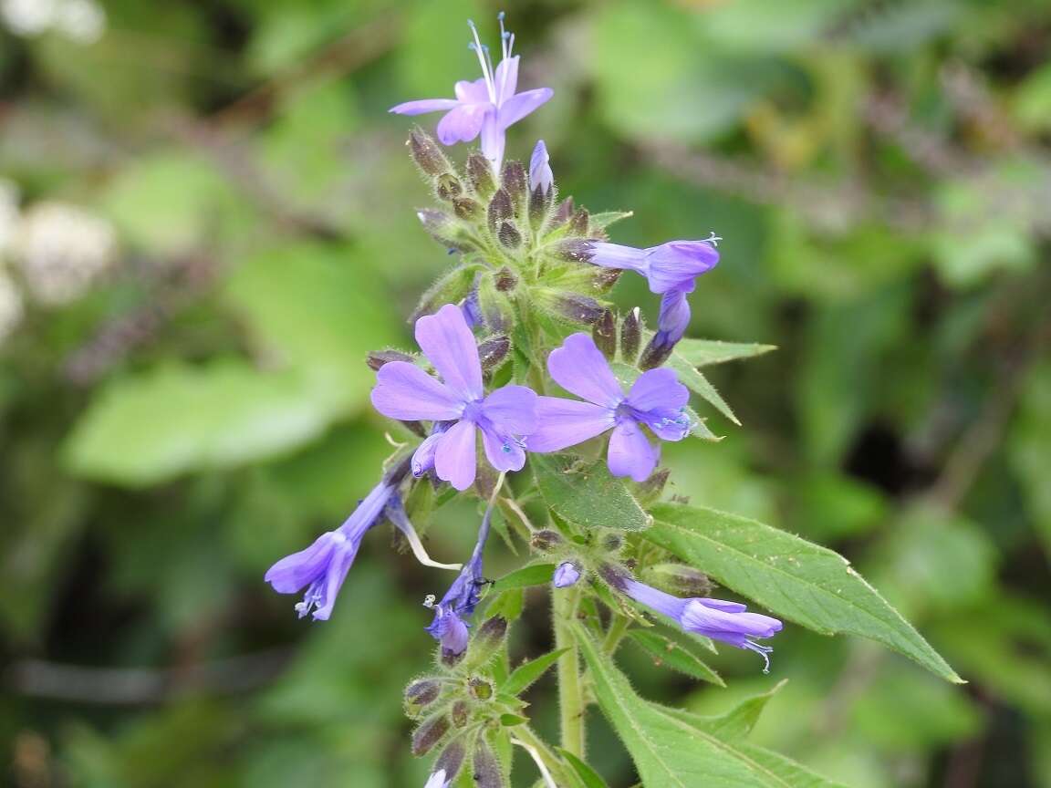 Image of Bonplandia geminiflora Cav.