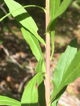 Solidago puberula Nutt.的圖片