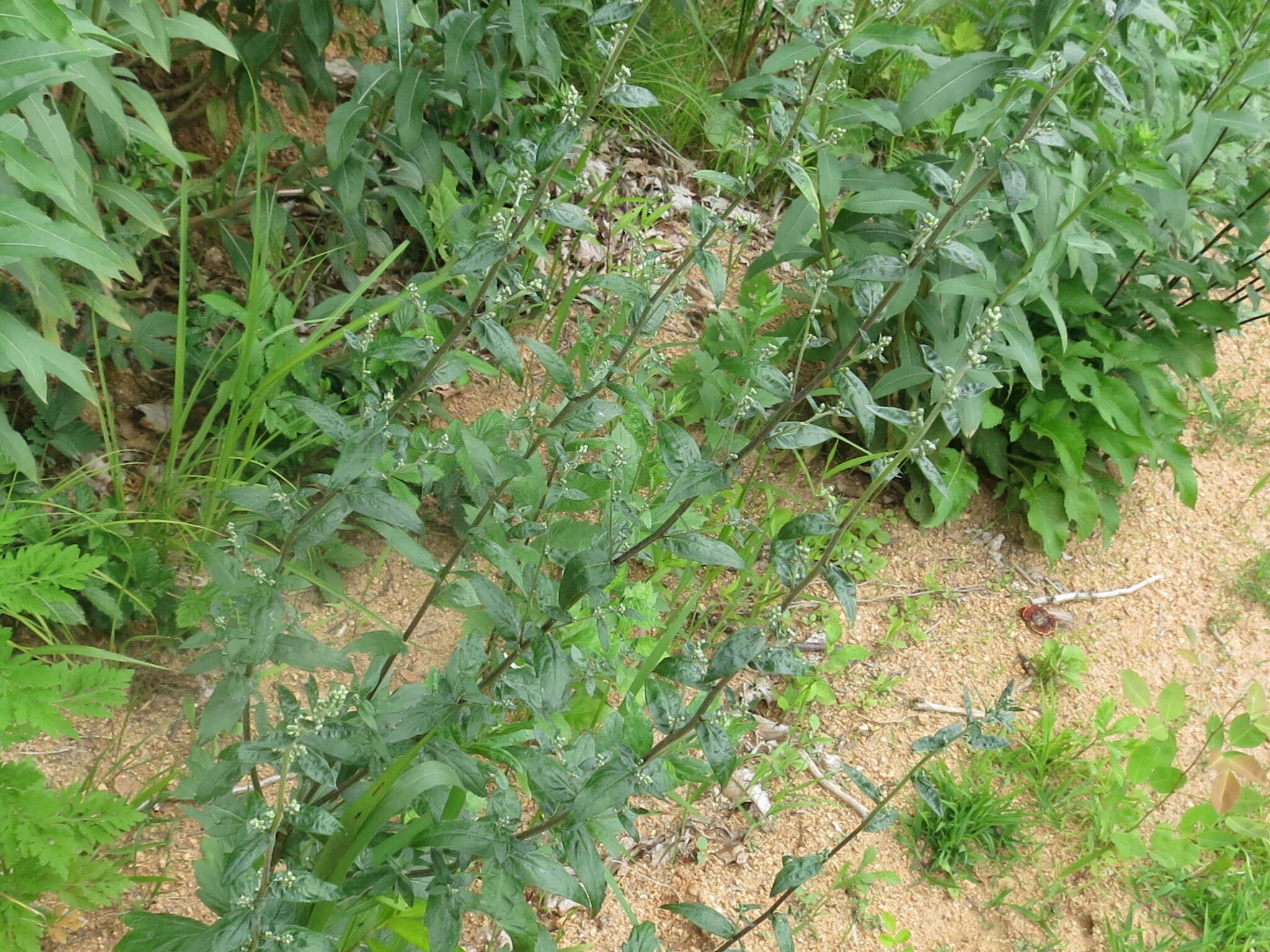 Image of Artemisia stolonifera (Maxim.) Kom.