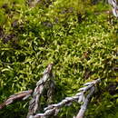 Image of campylopus moss