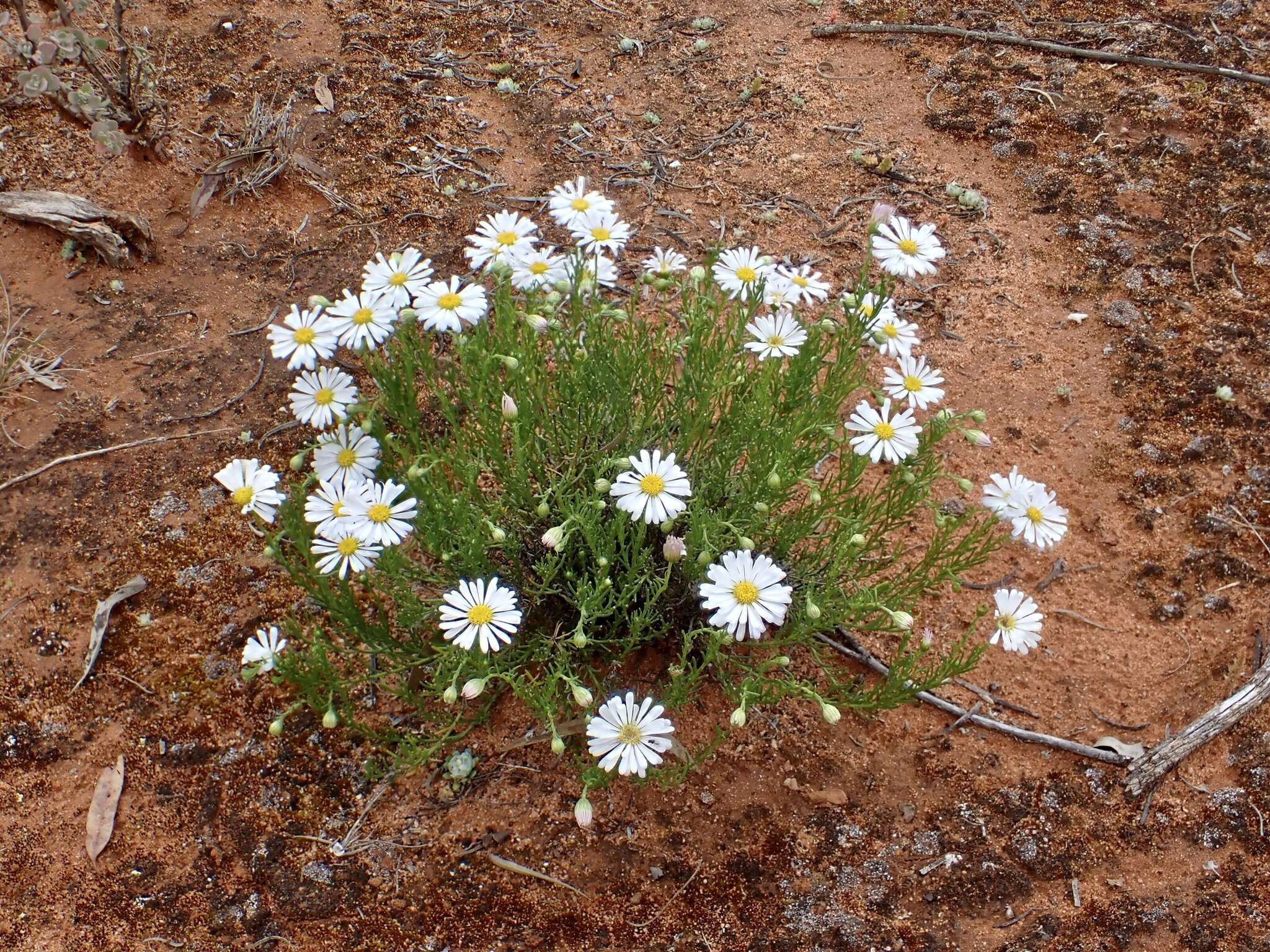 Image of Minuria leptophylla DC.