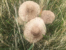 Image of Macrolepiota clelandii Grgur. 1997