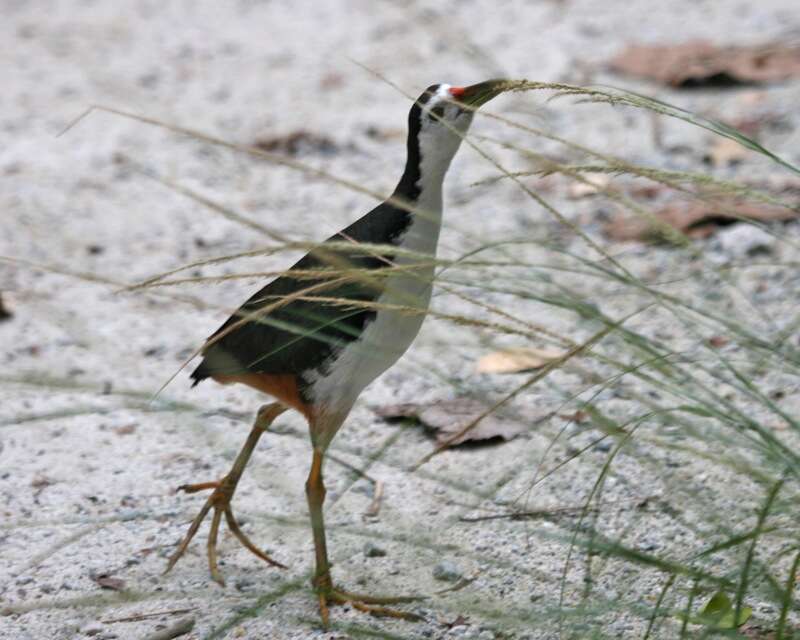 Image of White-breasted Waterhen