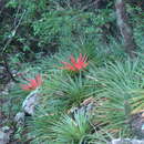 Sivun Bromelia humilis Jacq. kuva