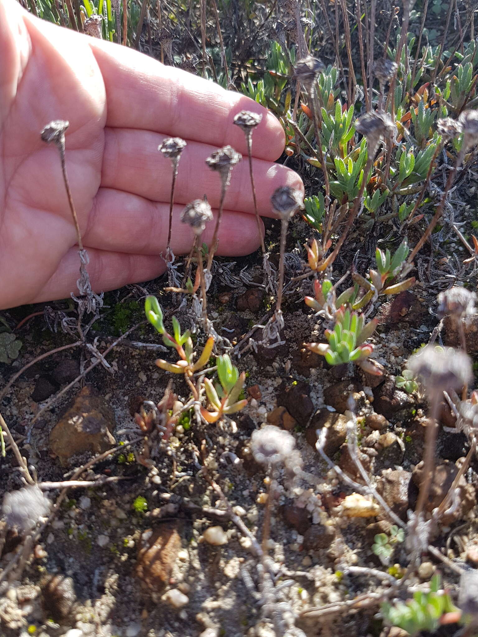 Image of Lampranthus peacockiae (L. Bol.) L. Bol.