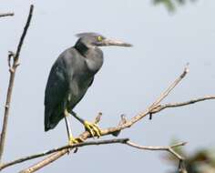 Image de Aigrette sacrée