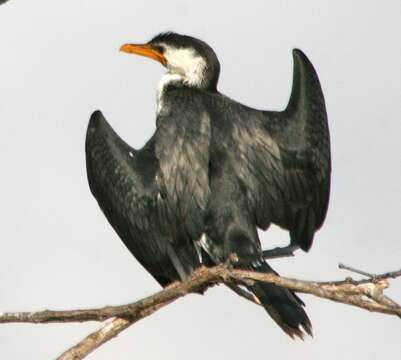 Image of Little Pied Cormorant