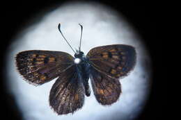 Image of Lycaena tama (Fereday 1878)