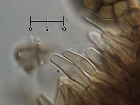 Phragmotrichum chailletii Kunze 1823 resmi