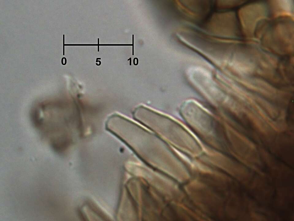 Image of Phragmotrichum chailletii Kunze 1823