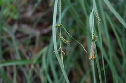 Carex biltmoreana Mack. resmi