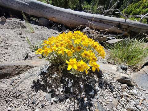 Image of common woolly sunflower