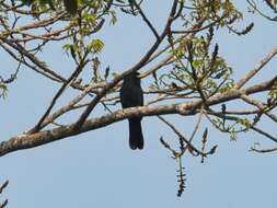 Image of Yellow-billed Nunbird