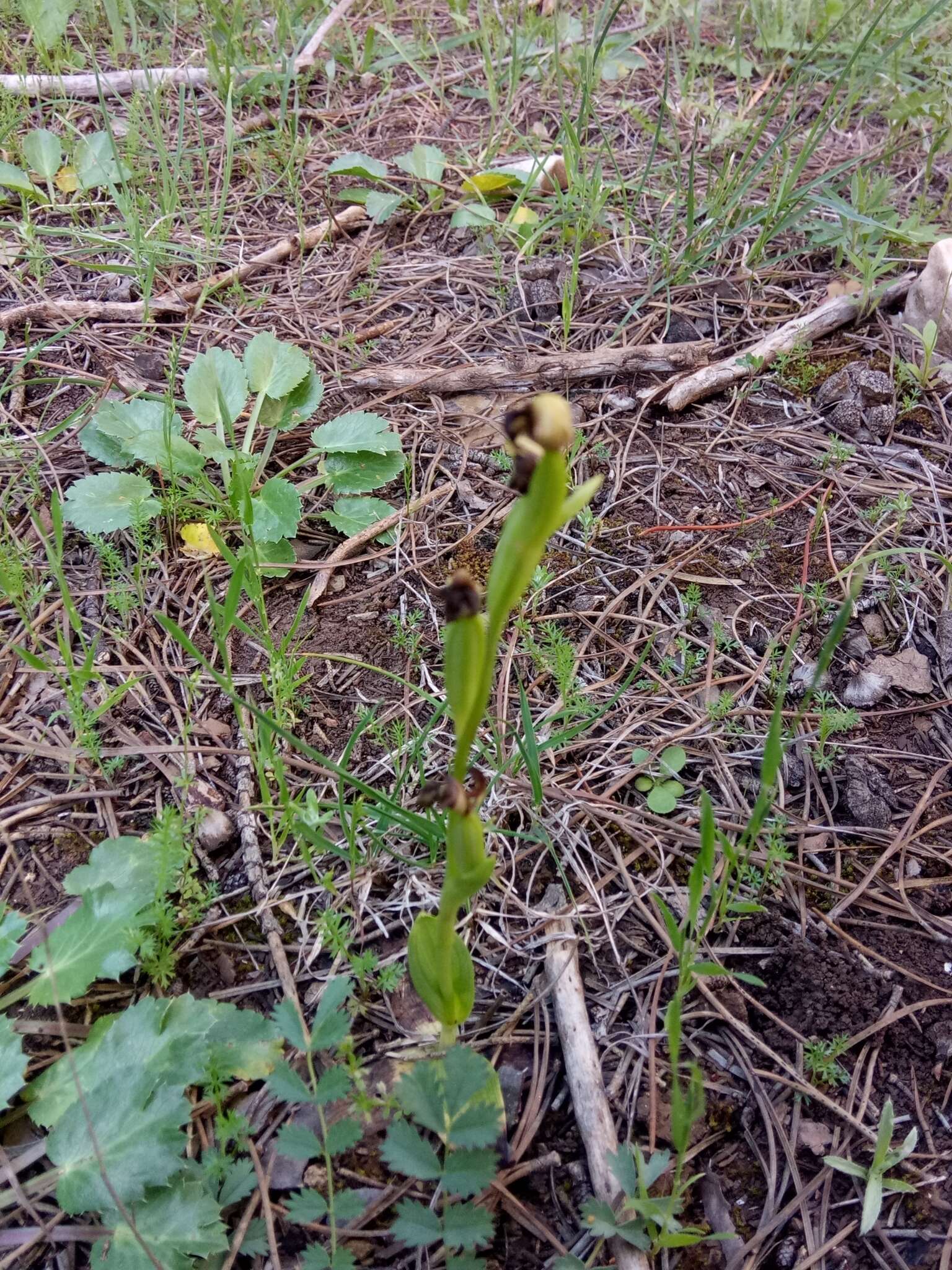 Image of Pale Green Orchid