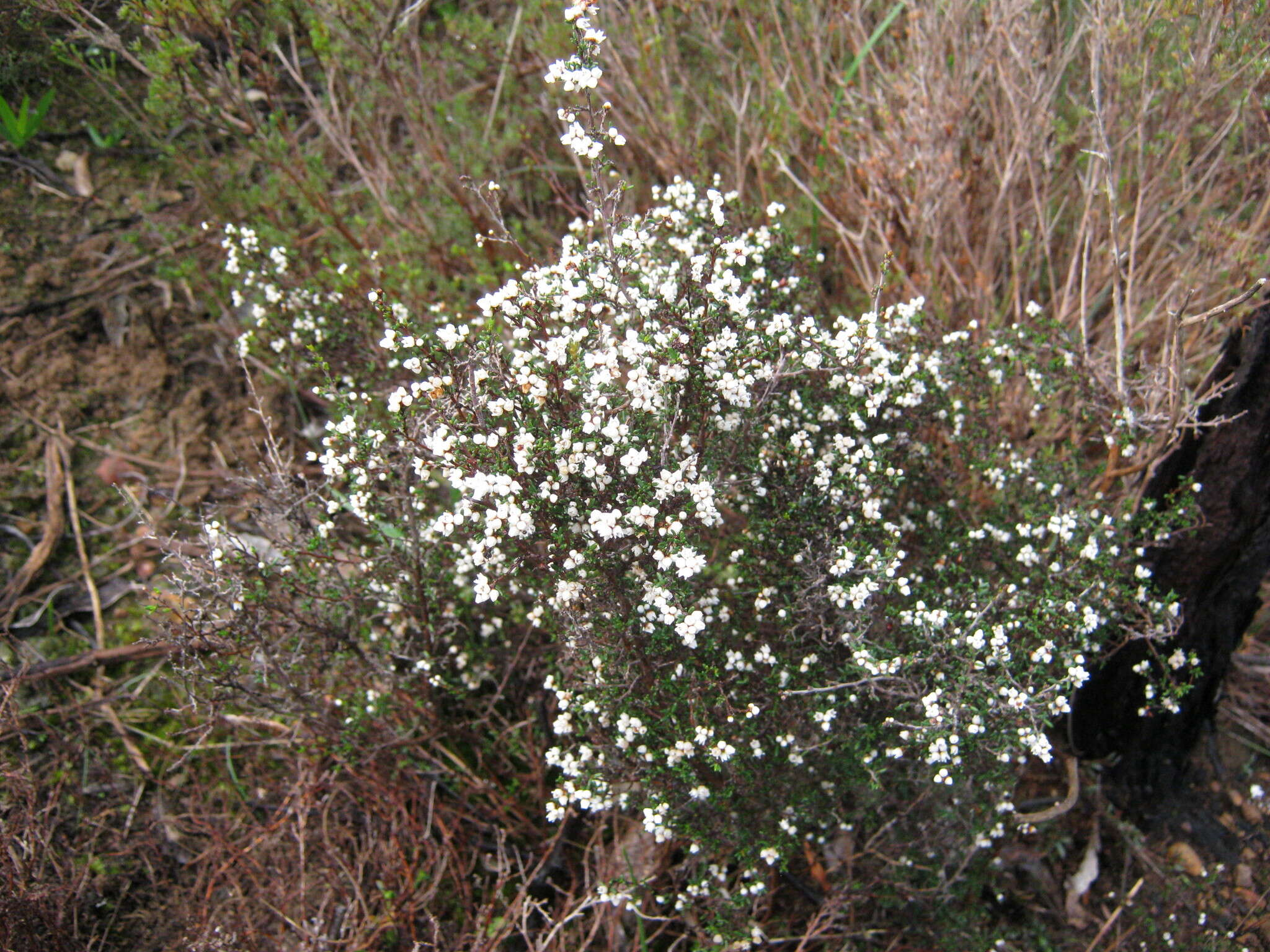 Image of Cryptandra tomentosa Lindl.