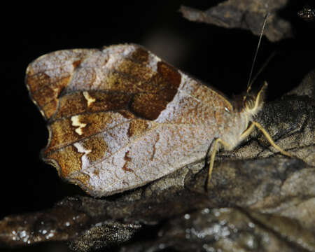 Image of Lasiophila ciris Thieme 1906