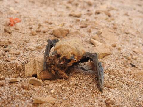 Parastrellus Hoofer, Van Den Bussche & Horácek 2006的圖片