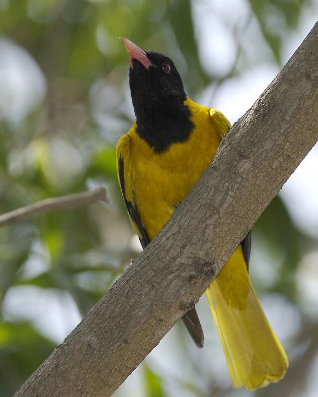 Image of Black-hooded Oriole