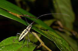 Image of Neoptychodes candidus (Bates 1885)