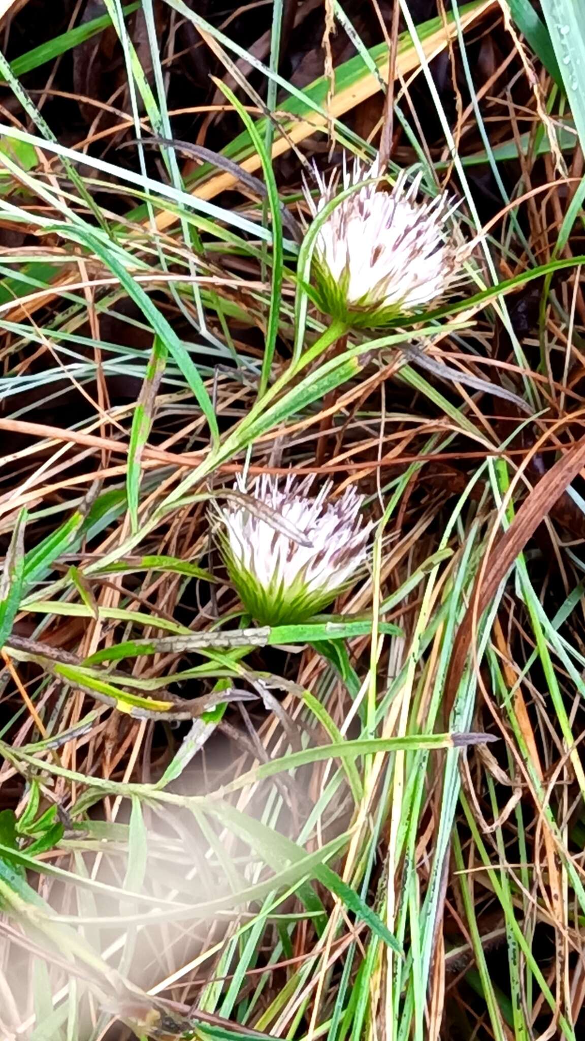 Image of Dicoma anomala subsp. anomala