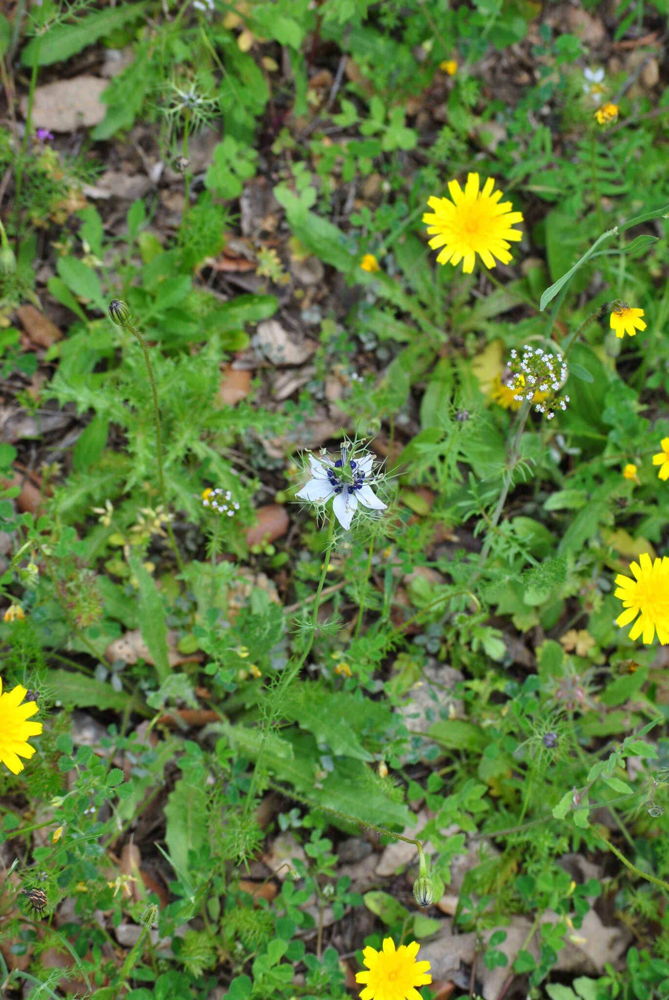 Image of Devil-in-a-bush