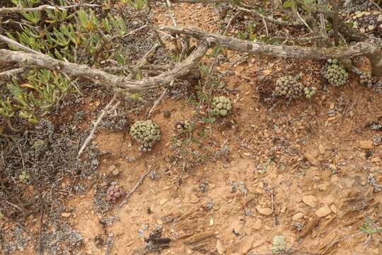 Image of Conophytum truncatum (Thunb.) N. E. Br.