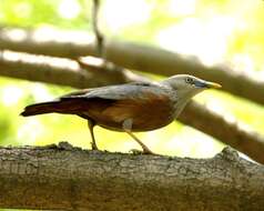 Image of Chestnut-tailed Starling