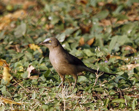 Image of Large Grey Babbler